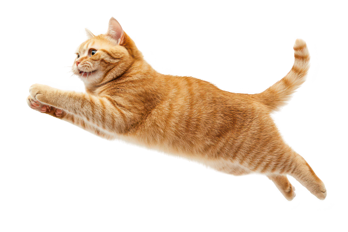 Contact Us Cat